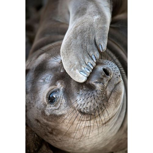 Sederquist, Betty 아티스트의 Usa-California A curious elephant seal pup goes eye to the eye with the photographer작품입니다.